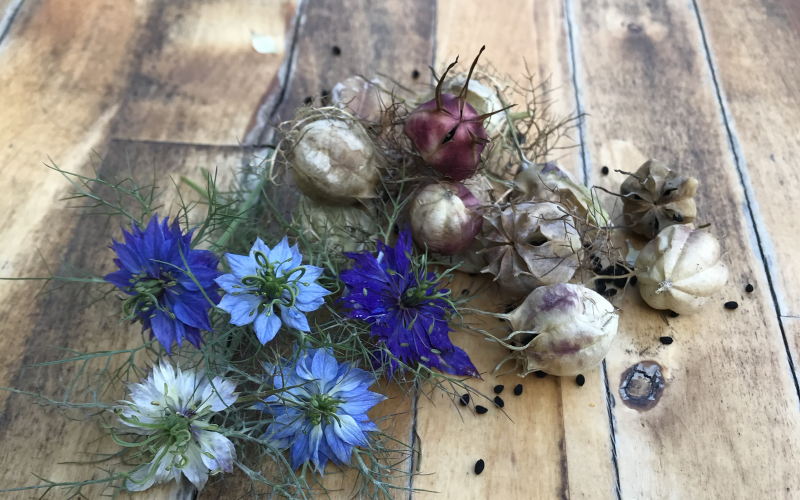 nigella damascena mix 1