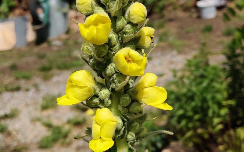 verbascum d-t2