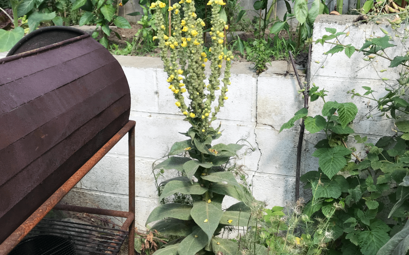 verbascum d-t3-min