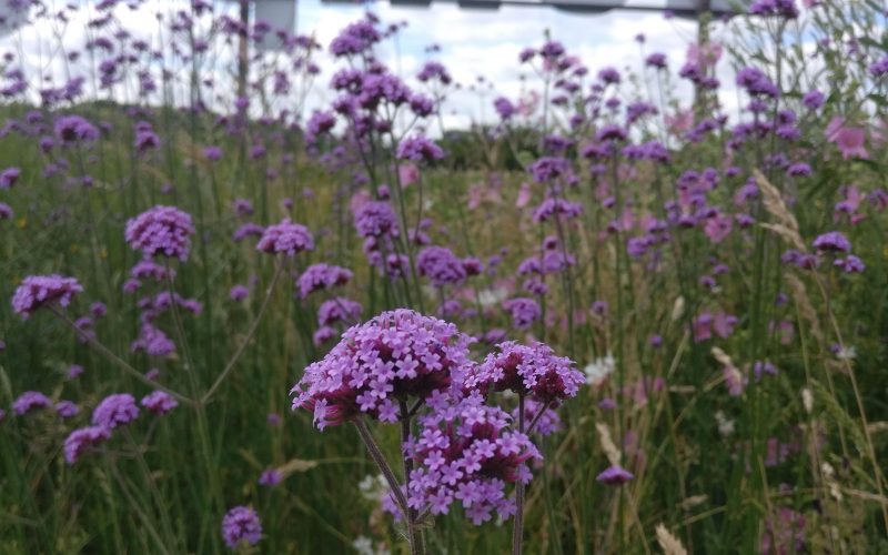 verbena (1)