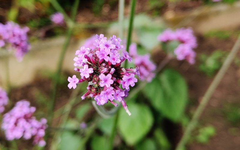 verbena bonariensis - stijf ijzerhard (1)