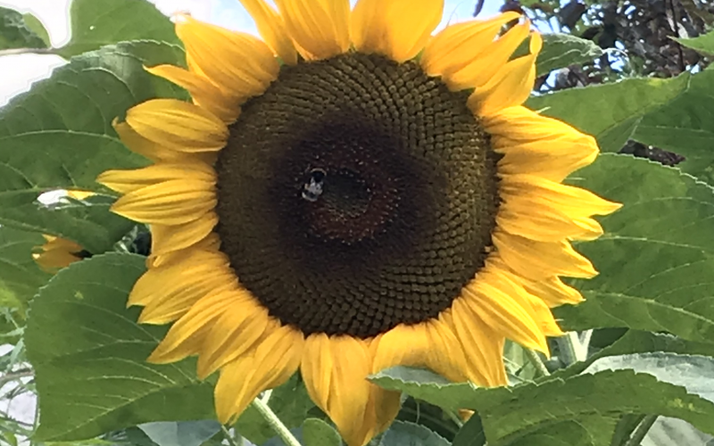 zonnebloem geel