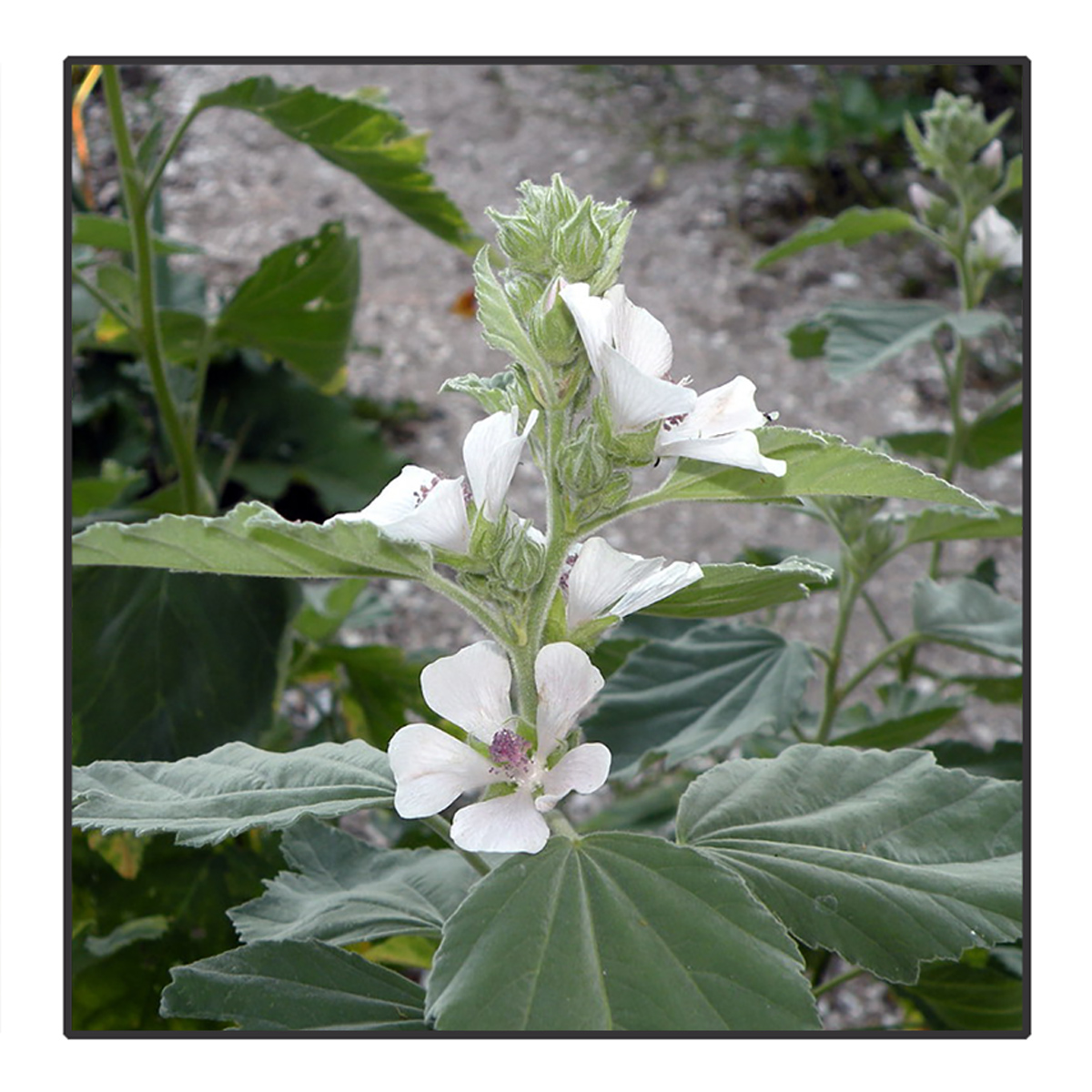 Althaea officinalis - Heemst<br>#15
