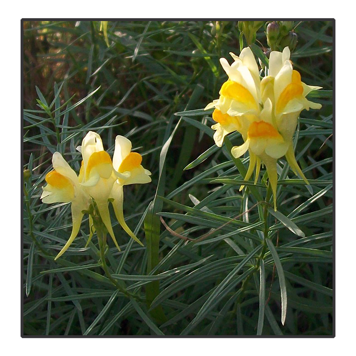 Linaria vulgaris - Vlasbekje	<br>#91
