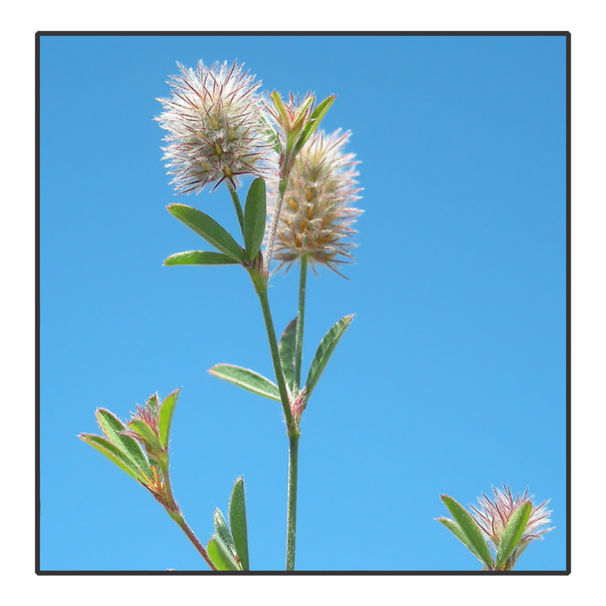 Trifolium arvense - Hazenpootje	<br>#146