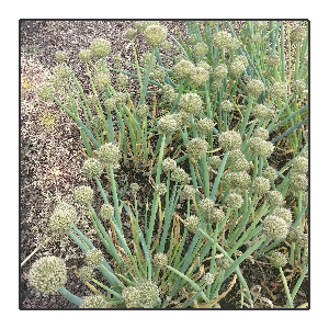 Allium fistulosum 'Welsh Onion’ - Stengelui<br>#13