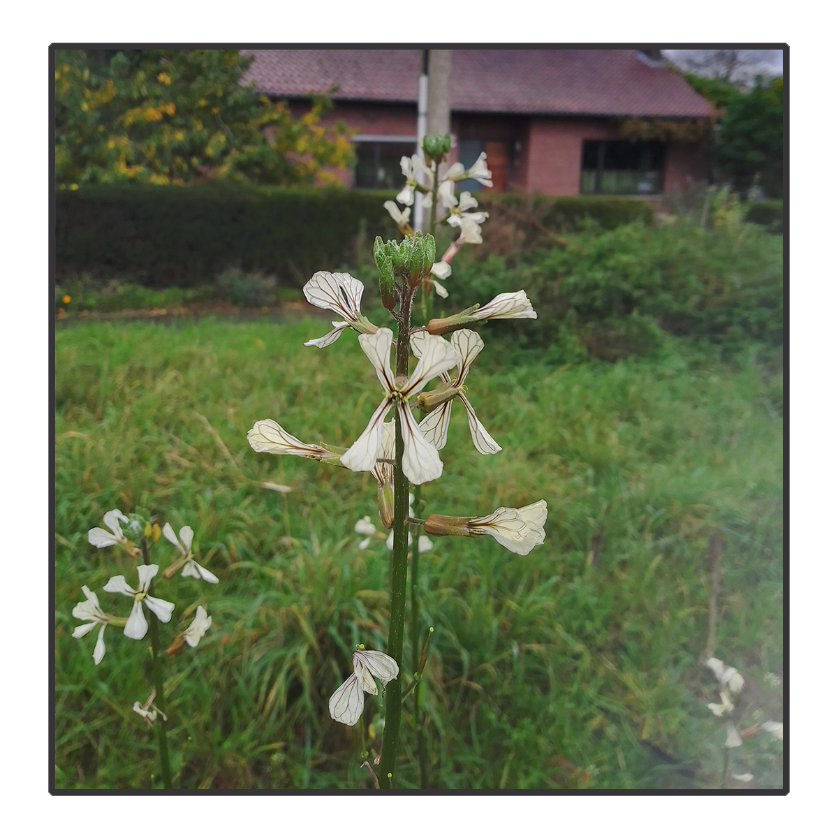 Eruca vesicaria - Rucola <br>#64