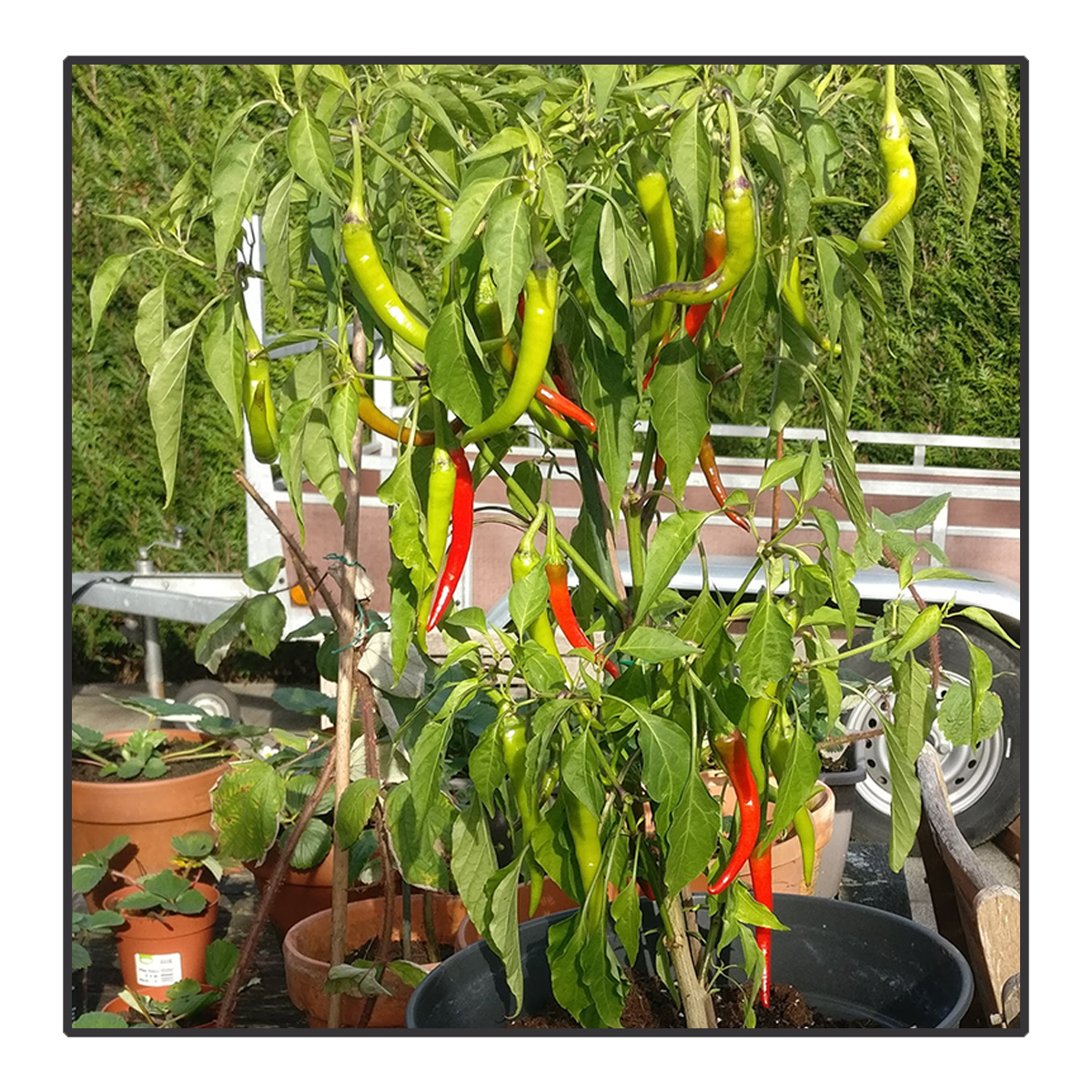 Capsicum annuum (spicy) - Spaanse peper*	<br>#30