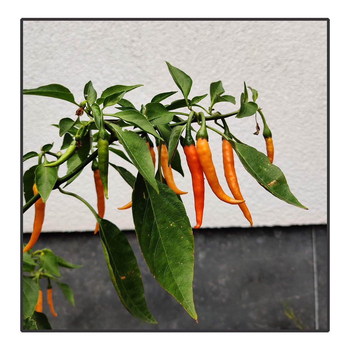 Capsicum annuum (spicy) - Peper 'Naga Jolokia Indian Pc1' (oranje)*  <br>#37