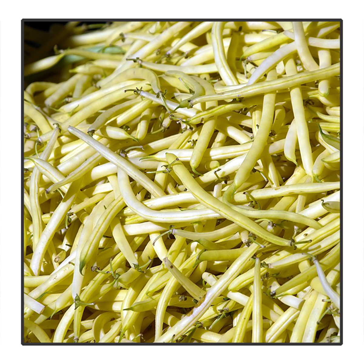 Phaseolus vulgaris - Gele boterboon	<br>#112