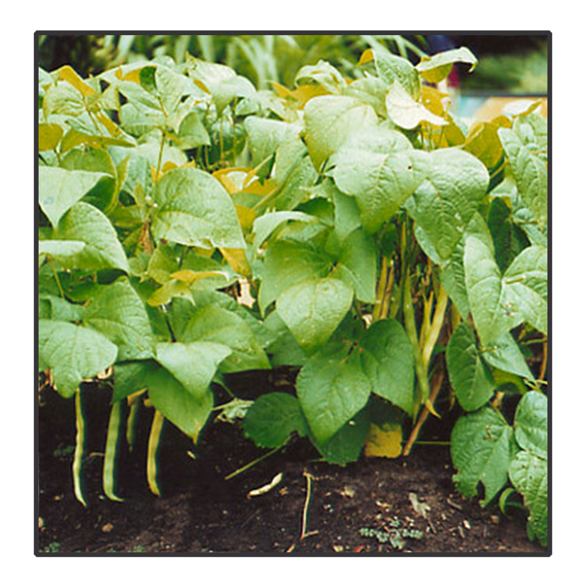 Phaseolus vulgaris 'Marona' - Groene stamboon	<br>#160