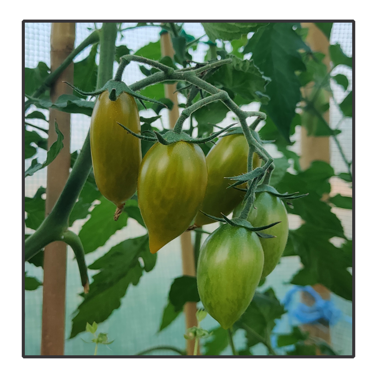 Solanum lycopersicum - Tomaat Green Tiger*<br>#130