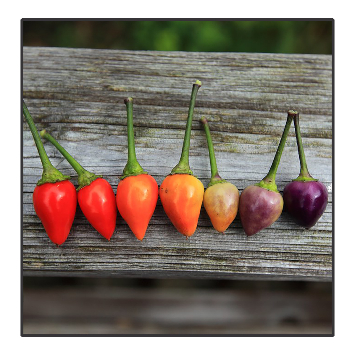Capsicum annuum (spicy) - Peper 'Bolivian Rainbow'*	<br>#36