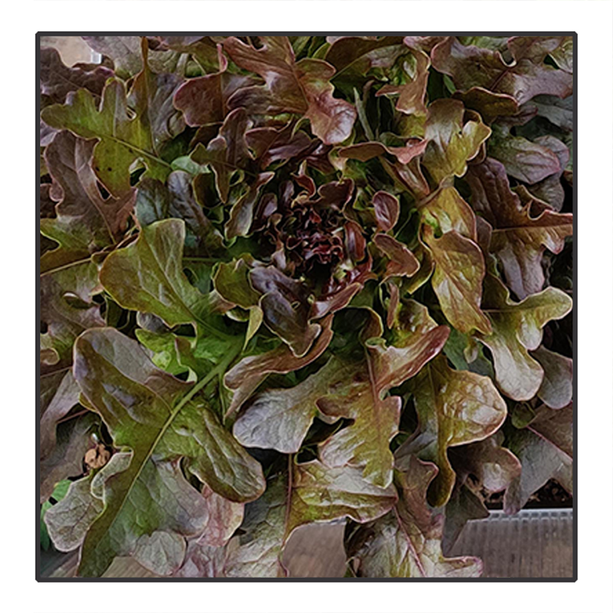 Lactuca sativa ssp. foliosa - Eikenbladsla*	<br>#85