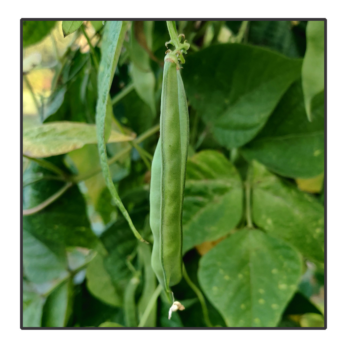 Phaseolus vulgaris - Feijao carioca (Klimboon)<br>#115