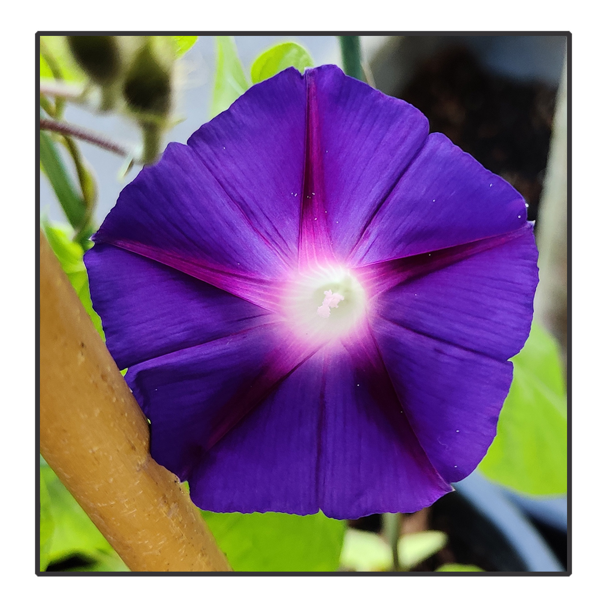 Ipomoea purpurea - Morning Glory	<br>#79