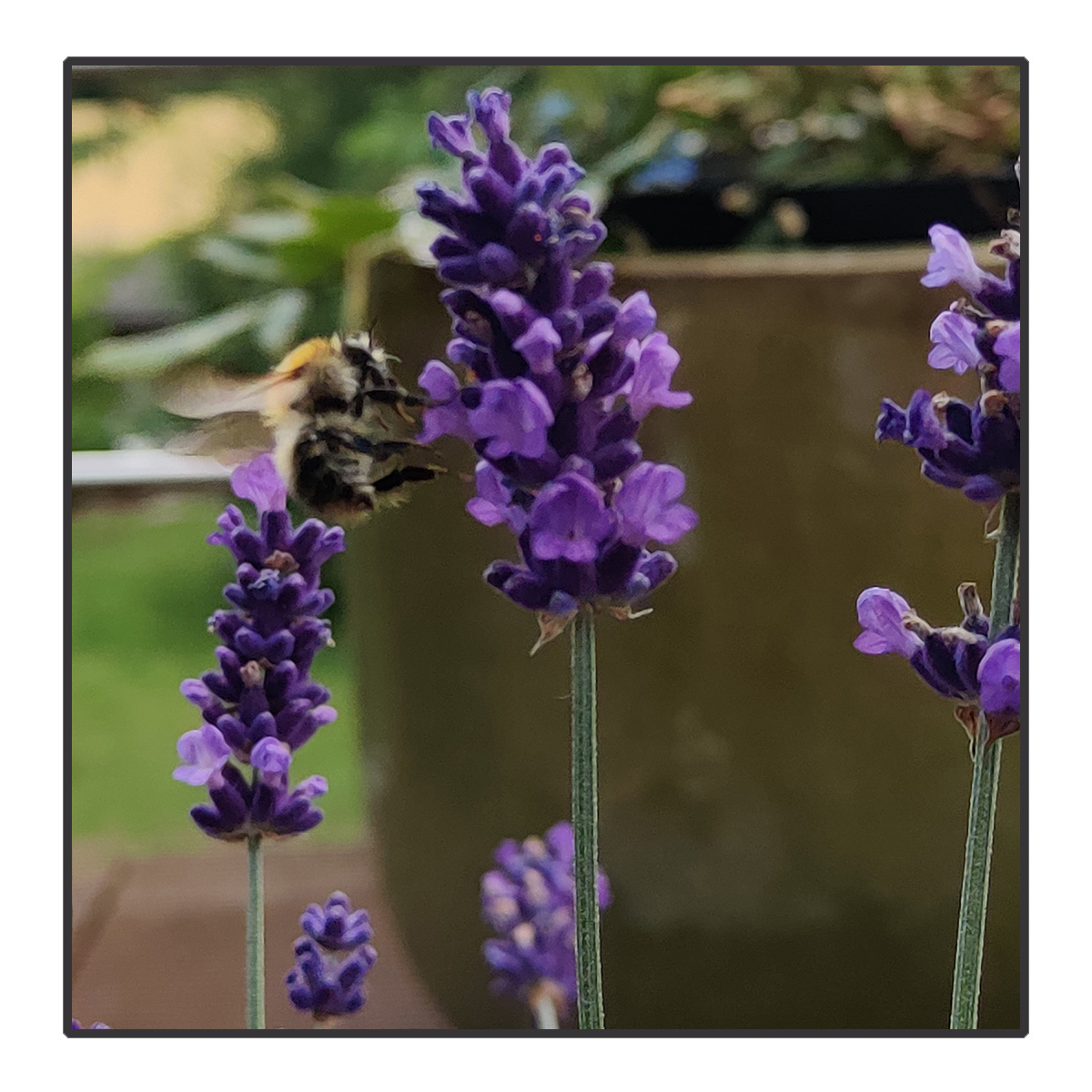 Lavendula angustifolia - Lavendel <br>#88