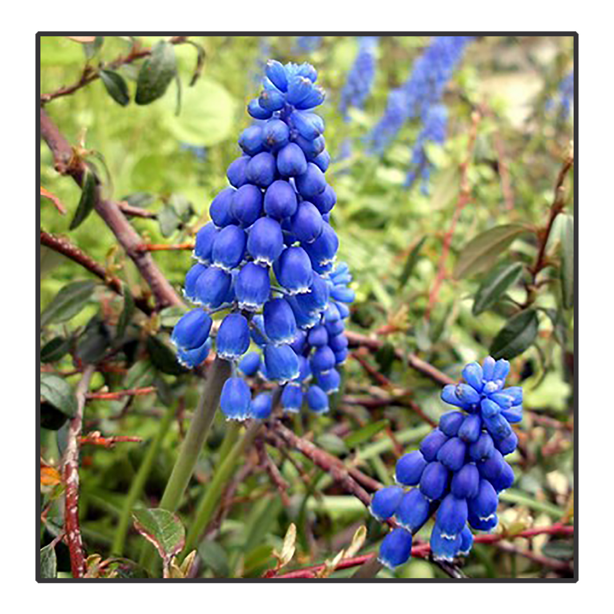 Muscari botryoides - Blauwe druifjes	<br>#99